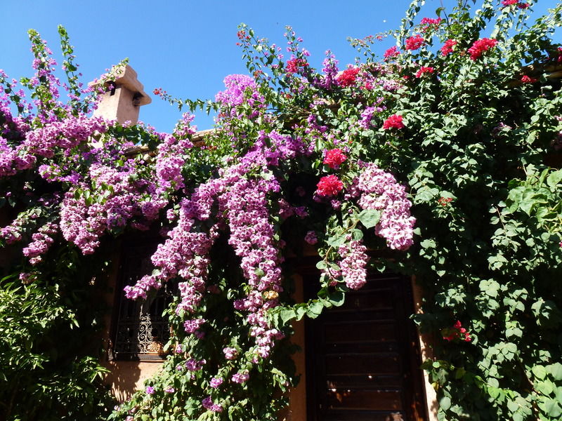 Auberge Chez Momo II Ouirgane Exterior foto